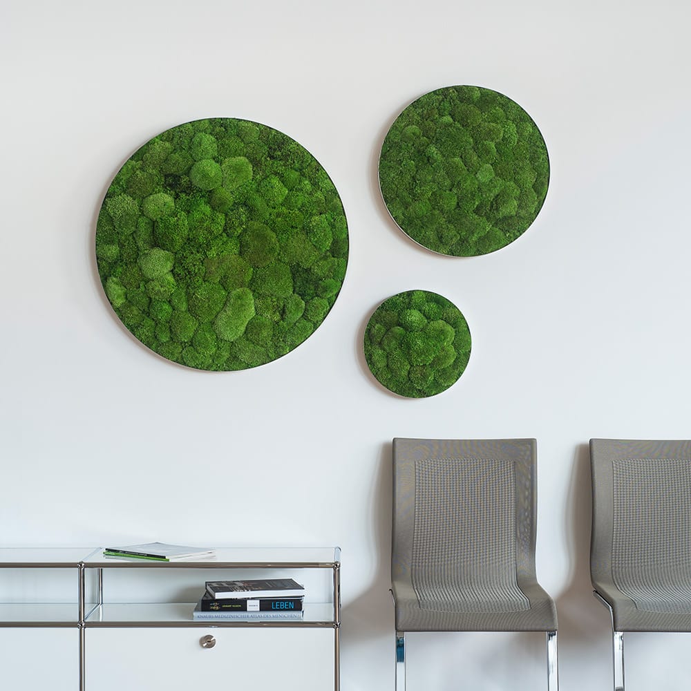 Dekorative runde Moosbilder an der Wand