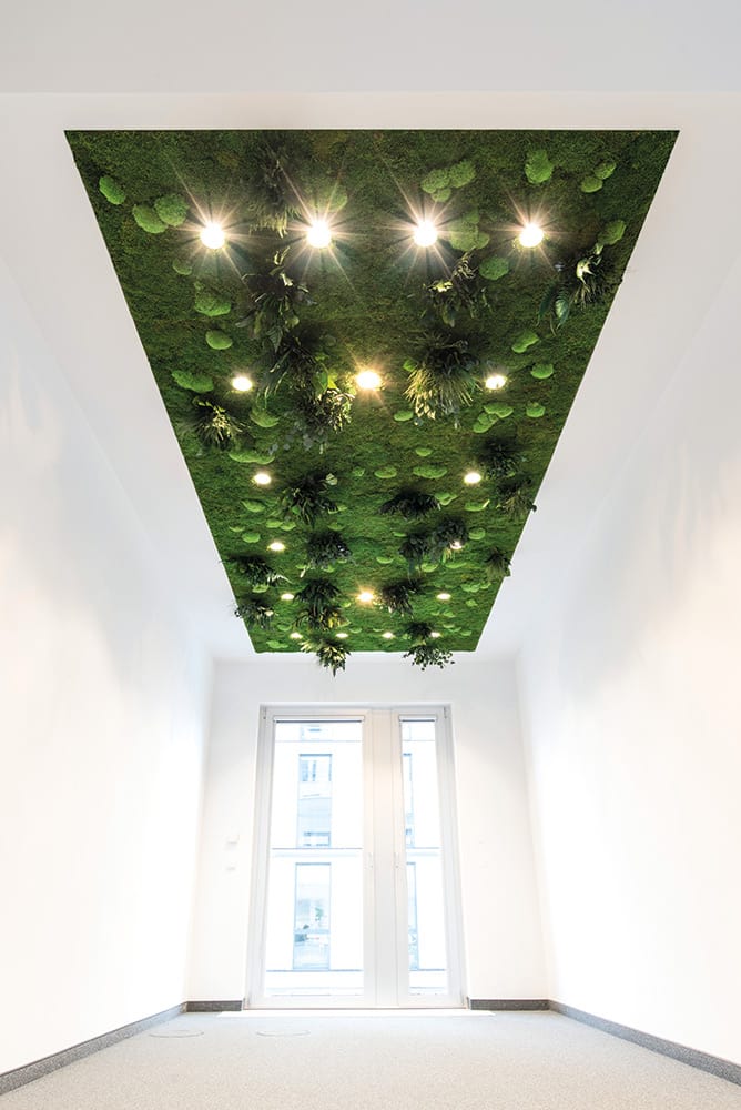 Moosbild mit Lichtintegration an der Decke