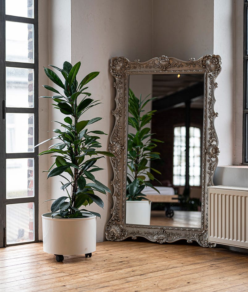 Weißer großer Blumentopf auf Rollen