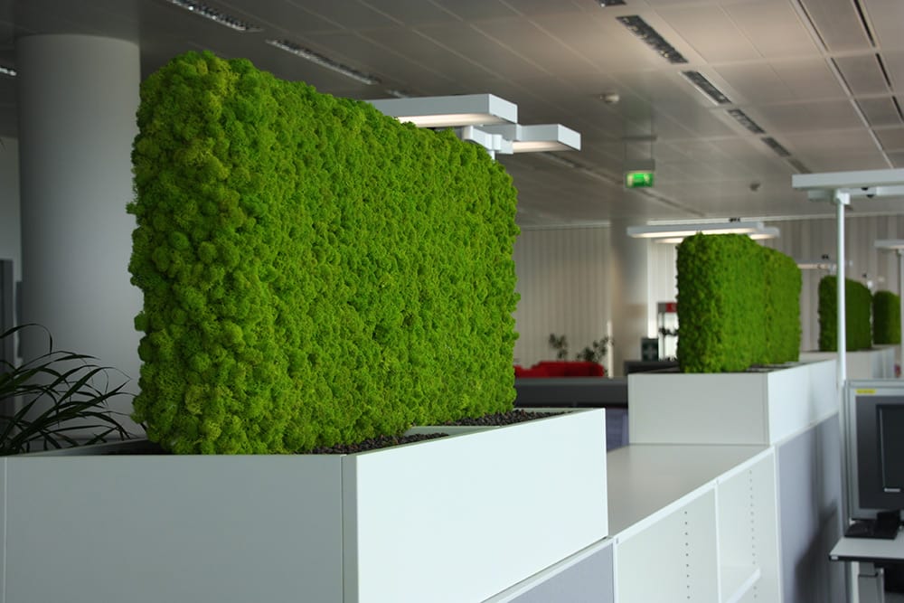 Mehrere Mooswände als Raumtrenner im Büro